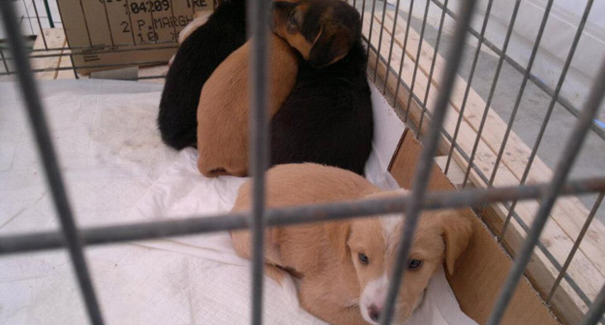 Un cane da adottare come regalo di Natale, 150 cuccioli disponibili - 