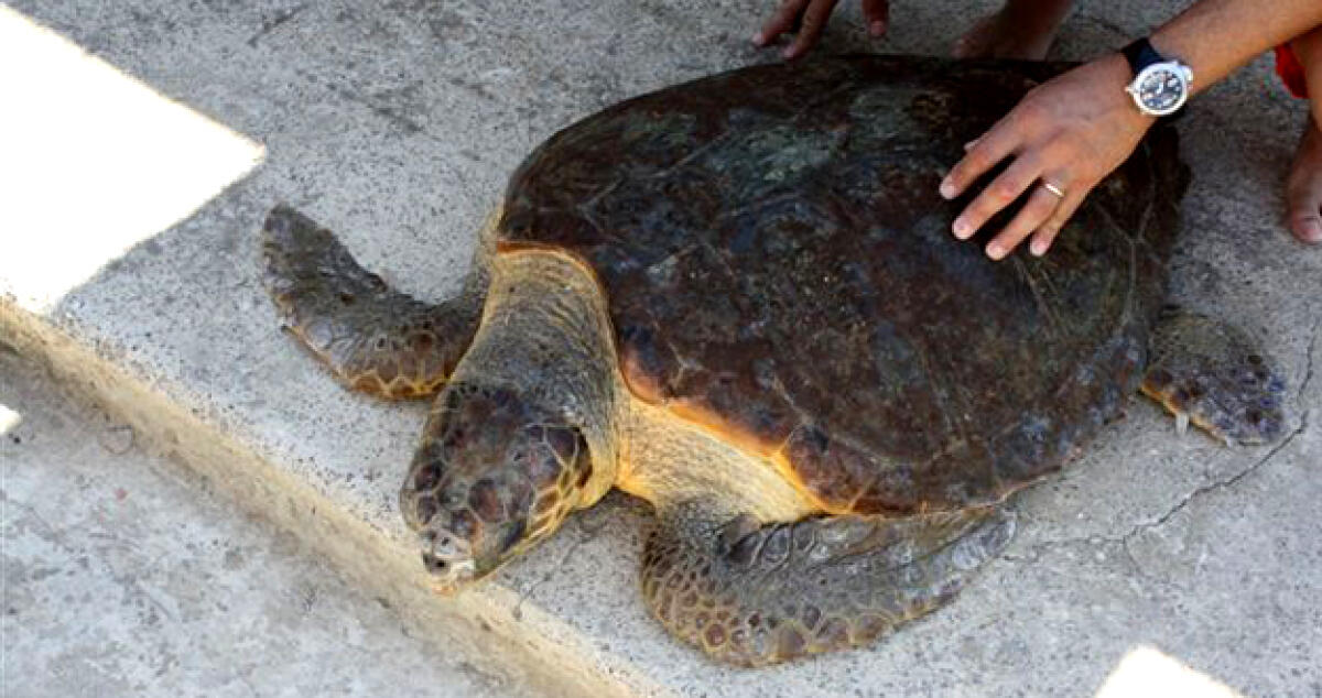 Ritrovata una tartaruga caretta caretta con un arto inferiore amputato -