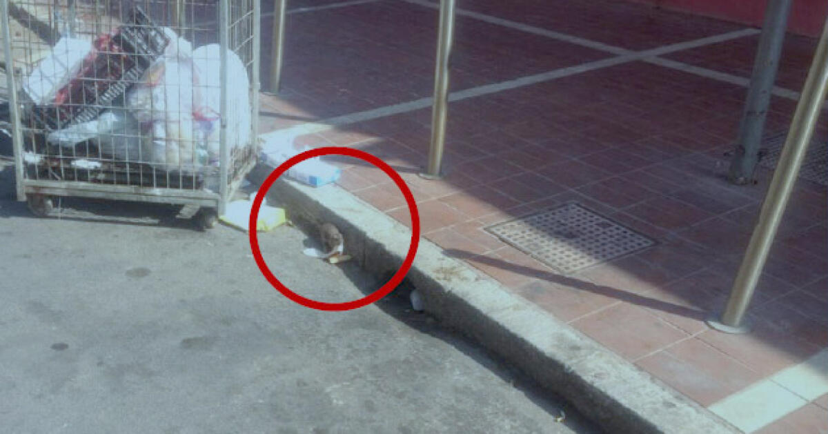 Ratti a spasso per Macchitella, il comitato si ribella: derattizzazione infelice - 