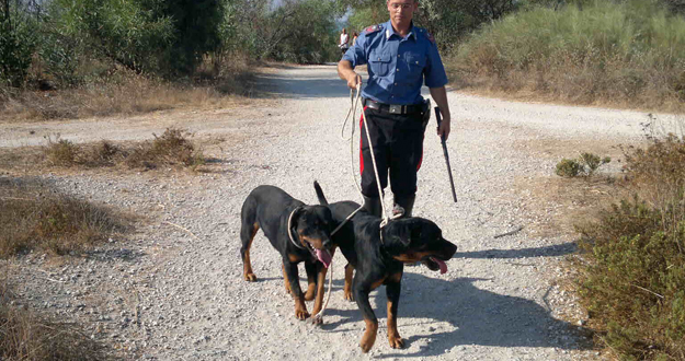 rottweiler_carabinieri.jpg