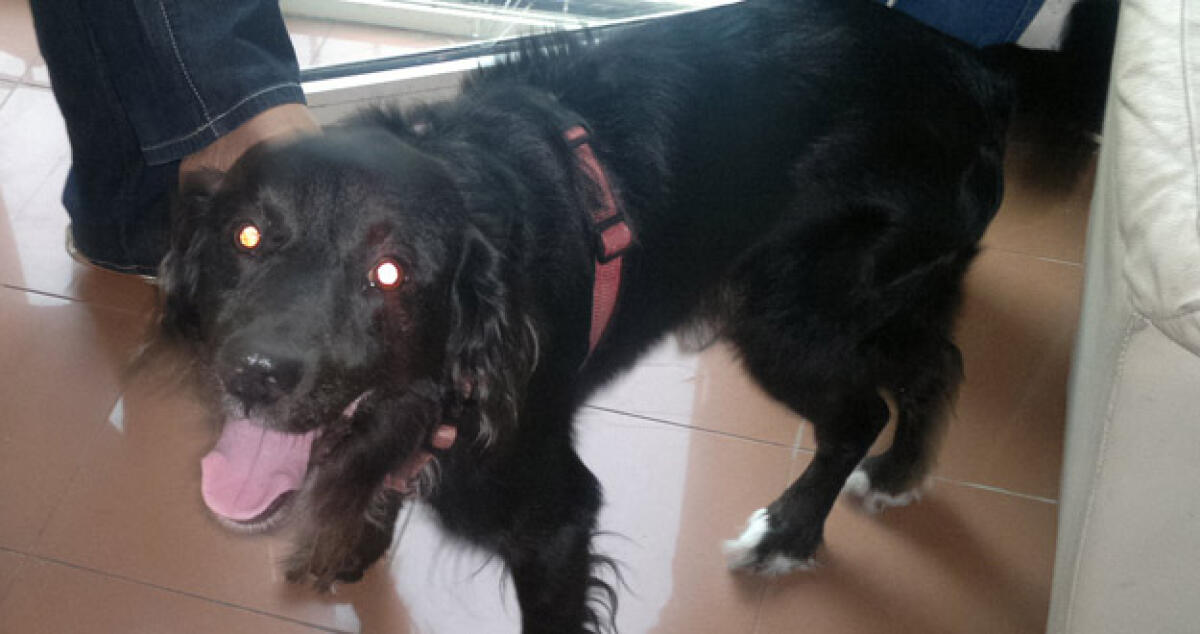 Groove, il cane del matricida Fabio Greco cerca casa - 