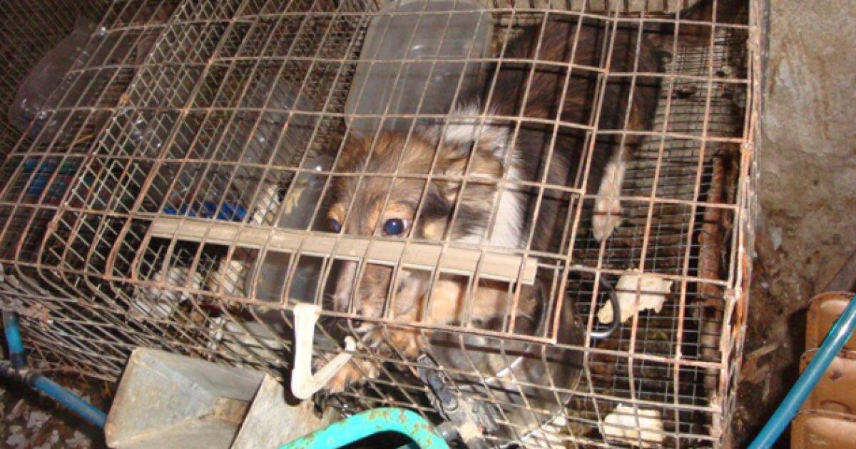 Cagnetta detenuta in una gabbia per conigli, condannato un giovane - 