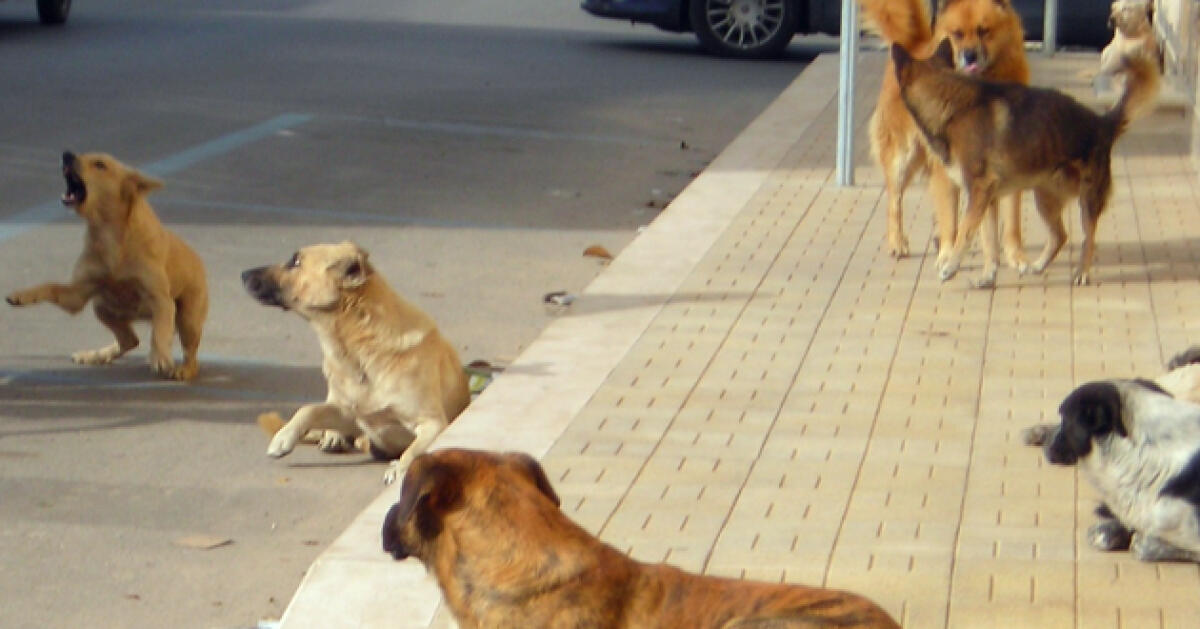 Aggredito da cani randagi, dodicenne finisce in ospedale -