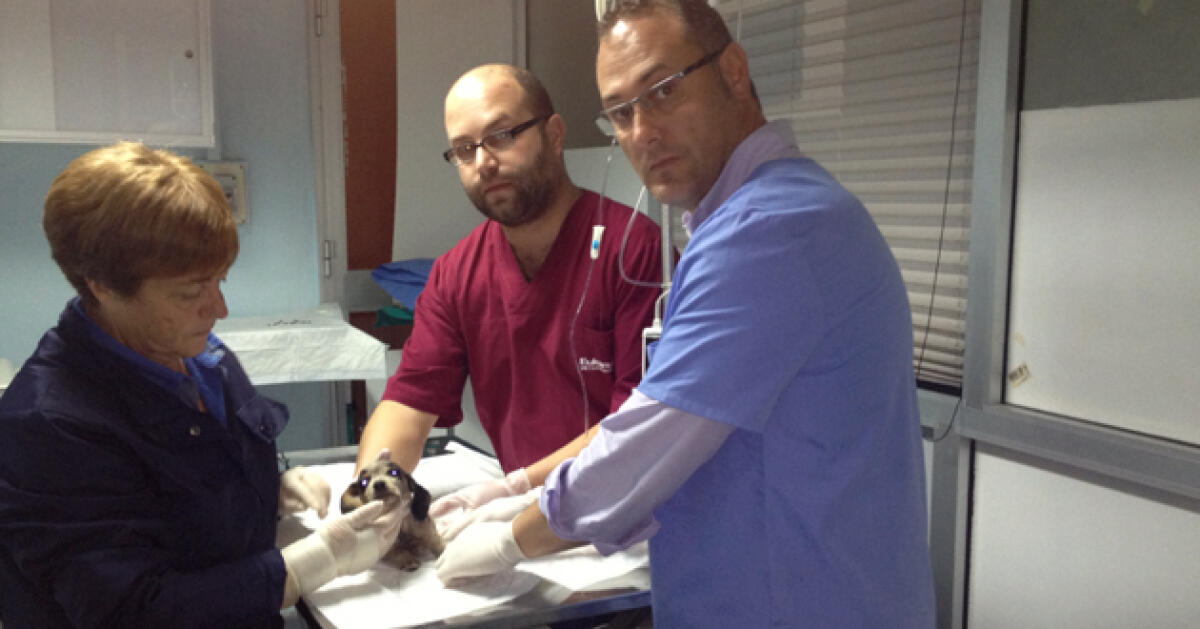 Cani abbandonati da cittadini e autorità, i volontari della Lida li salvano - 