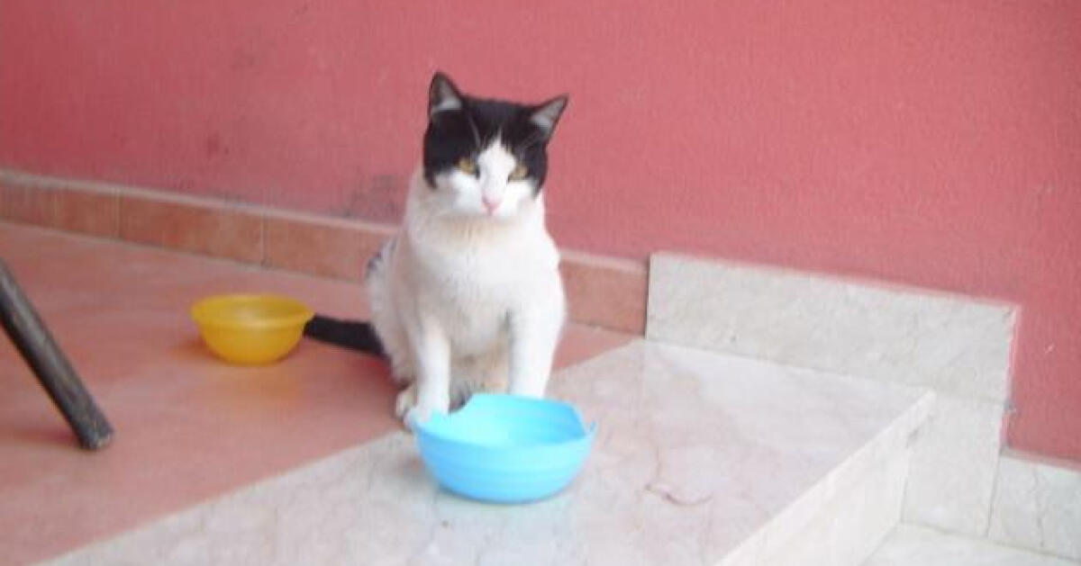 Patente gratis per chi riporta a casa il gatto di Chiara e Carlotta - 