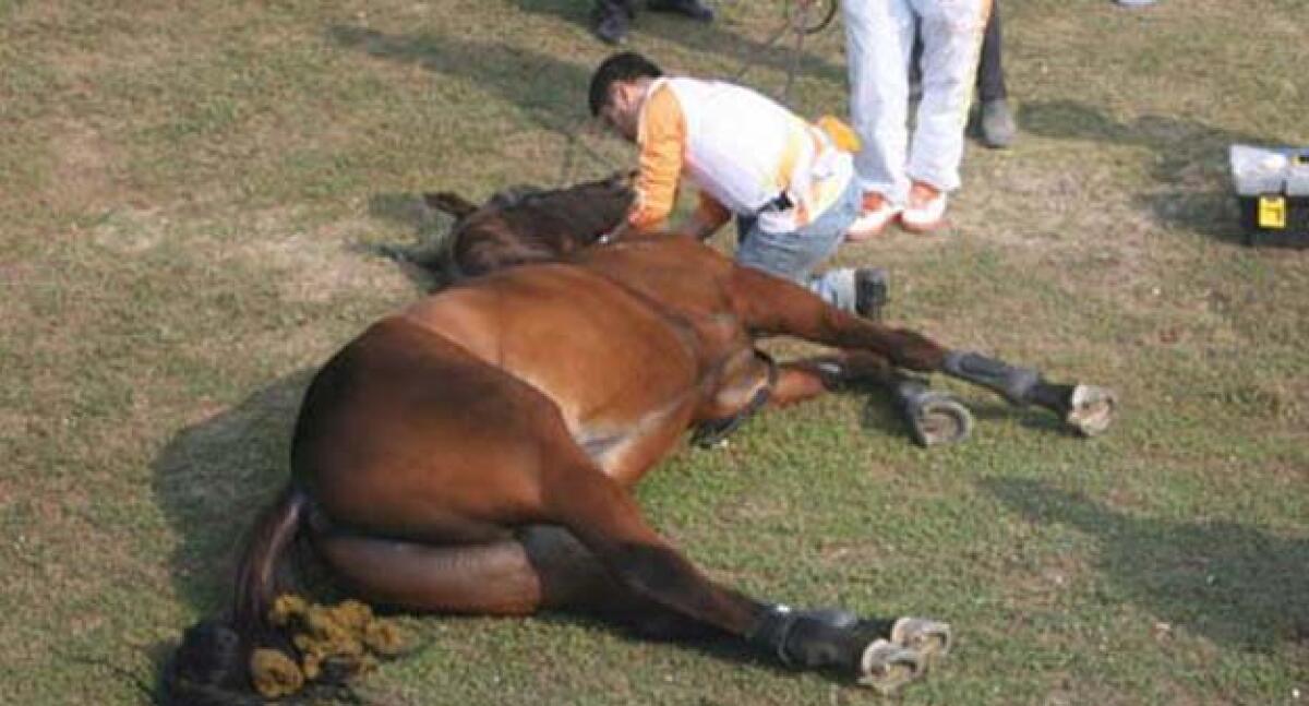 Una fucilata sulla testa per uccidere un cavallo, intimidazione contro agricoltori -