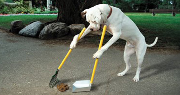 cane-raccatta-cacca.jpg
