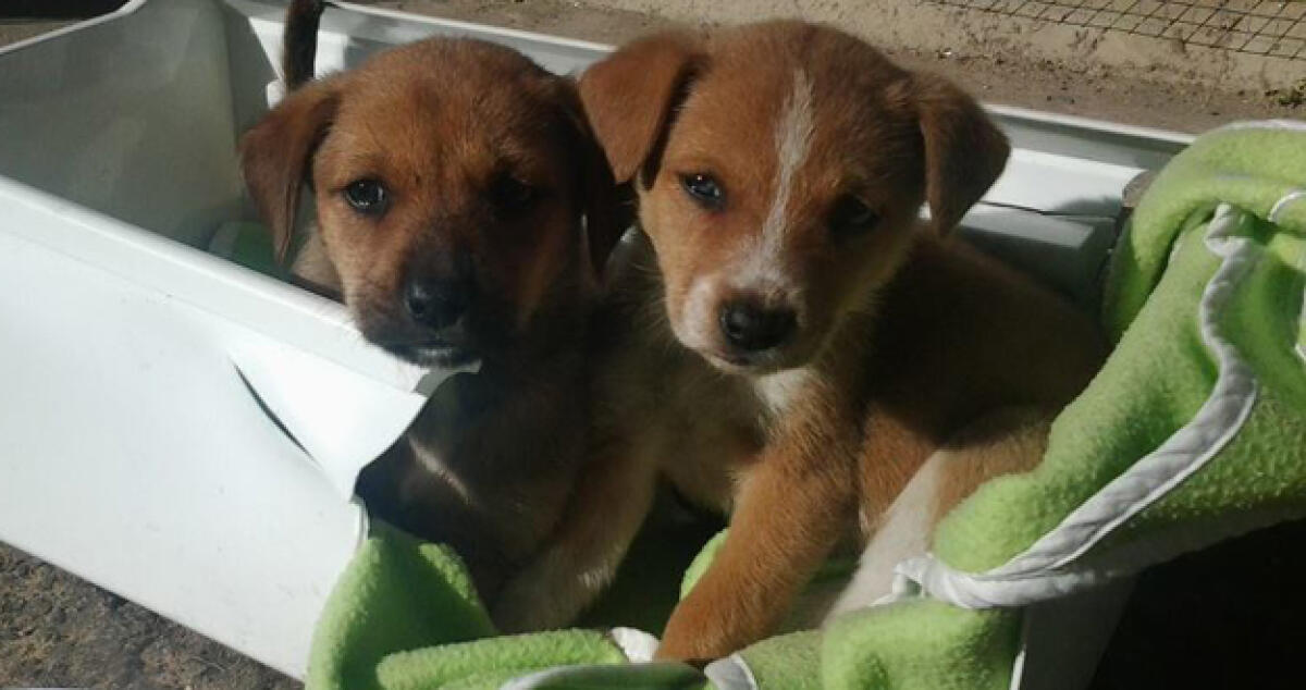 Cuccioli abbandonati tra i rifiuti, salvati da un residente cercano padrone -