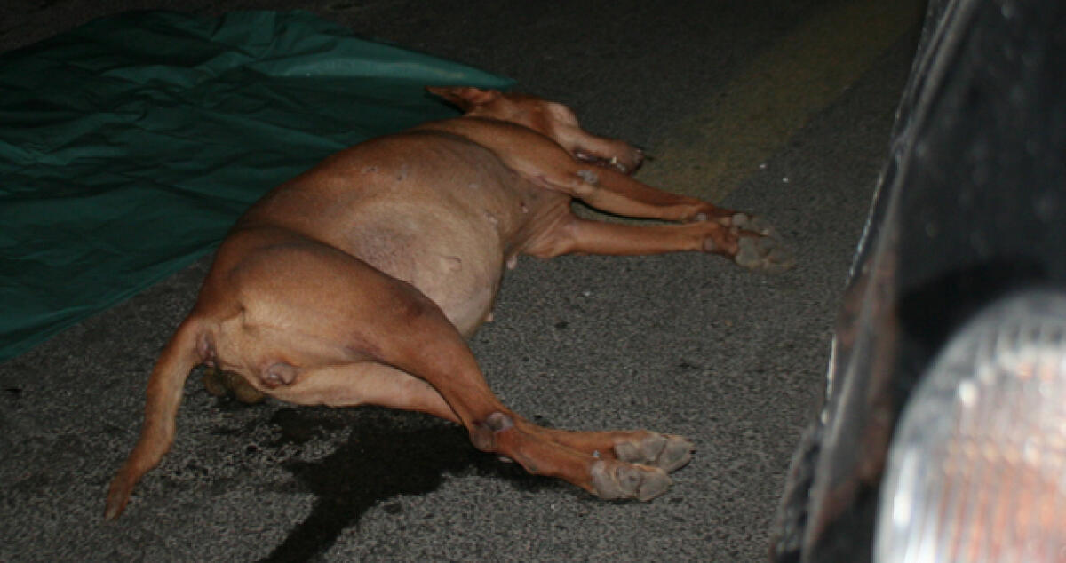 Orrore a Roccazzelle, avvelenati quattro gatti e un cane - 