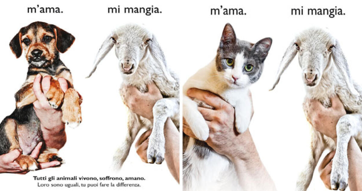 Sei cuccioli salvati da morte certa, l'Oipa: serve il sostegno degli enti -