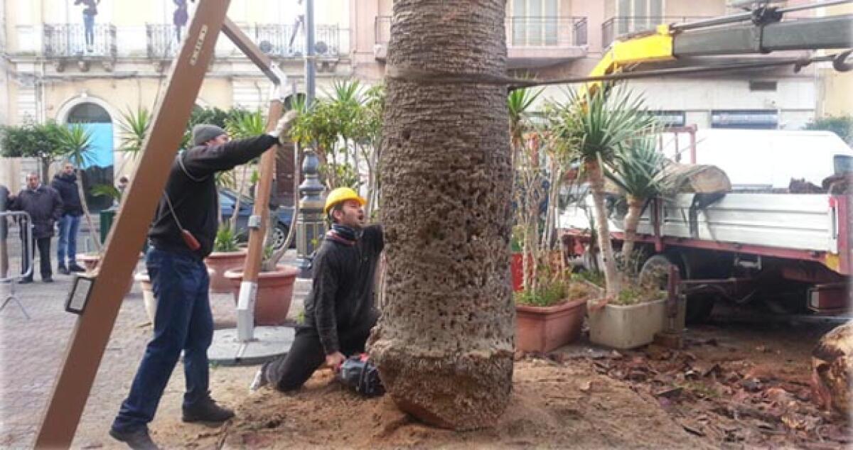 Abbattuta la palma secolare di corso Vittorio, cancellato pezzo di storia -