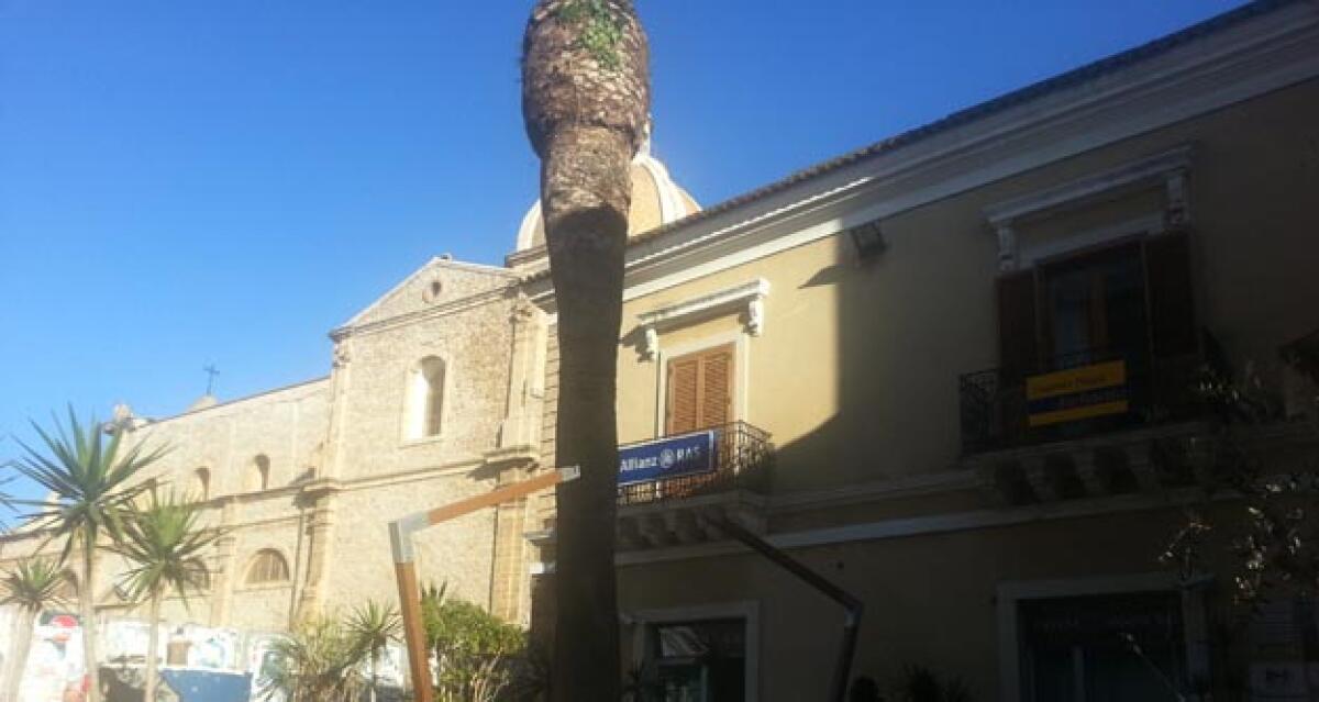Il punteruolo rosso uccide un pezzo di storia, l'antica palma sarà eliminata -