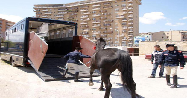 cavalli-sequestrati-sicilia_3.jpg