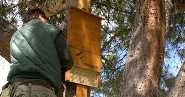 macchitella%20pipistrelli.jpg