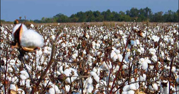 cotone_produzione.jpg