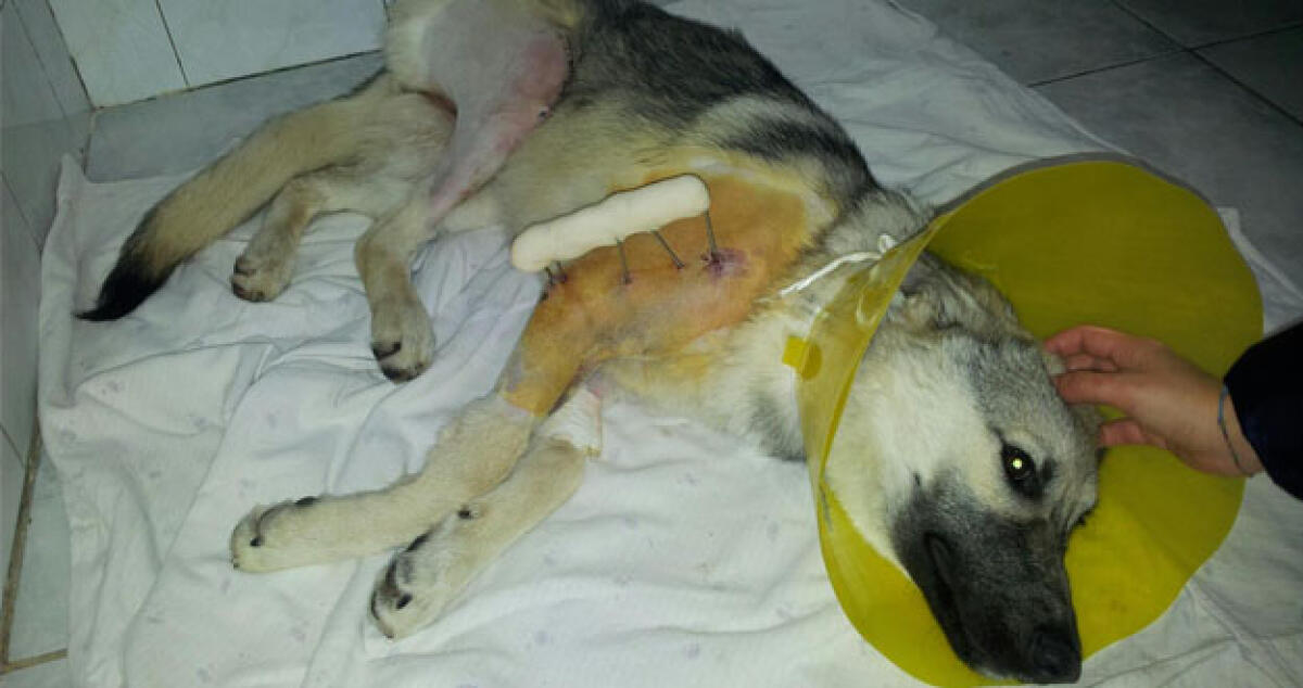 Cane investito a Caposoprano, il Comune sostiene le spese per curare Maya -