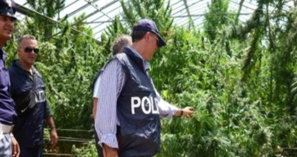 Coltivavano piantagione di marijuana, chiesti 50 anni di carcere per 6 imputati -