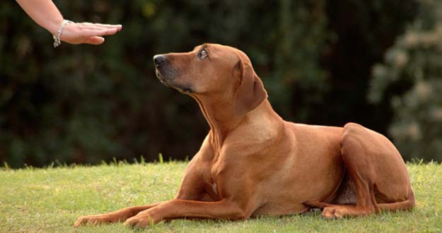 addestramento_cane.jpg