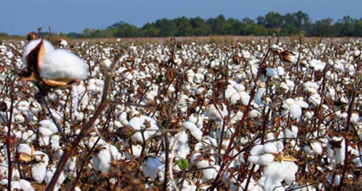 Cotone: Continua la sperimentazione per il rilancio della produzione - 