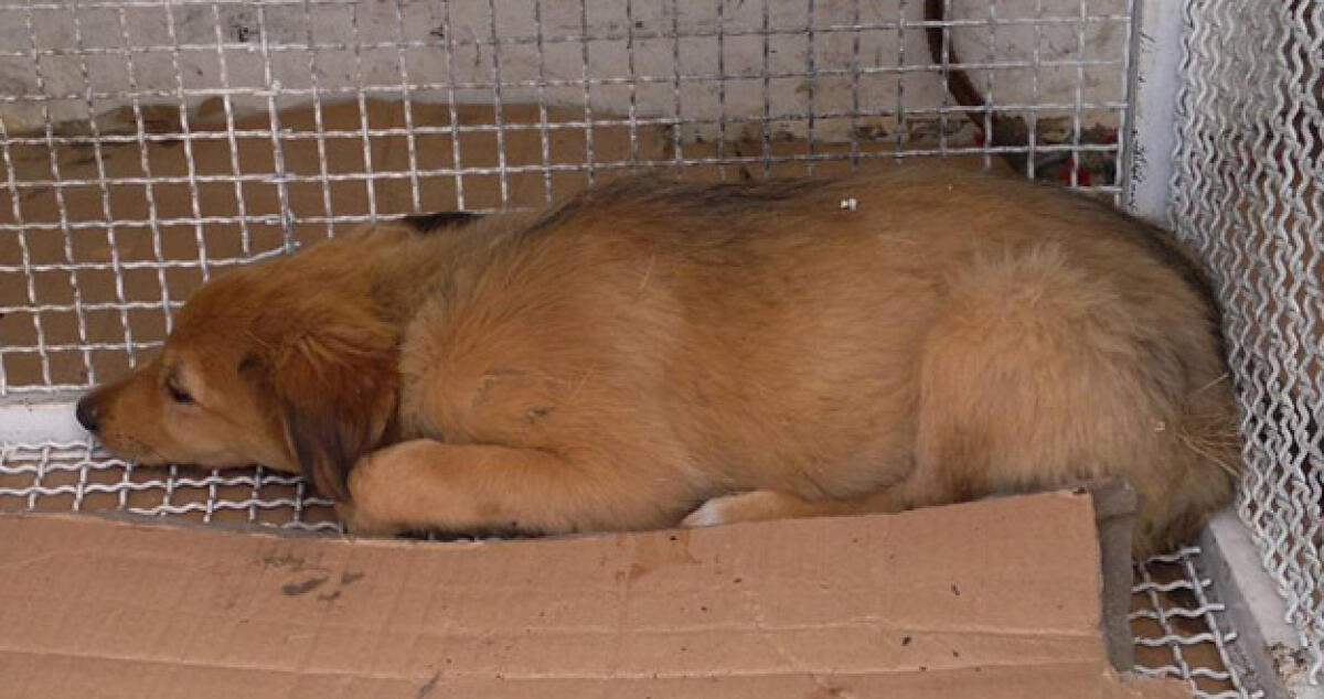 Cane randagio arrotato nella zona industriale, soccorso da un carrozziere - 