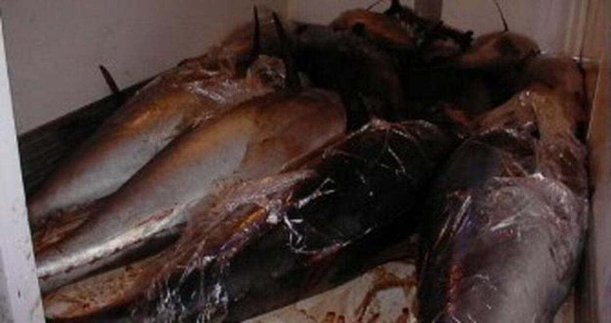 Tonno con sostanze pericolose, scattano controlli: Analizzata filiera - 