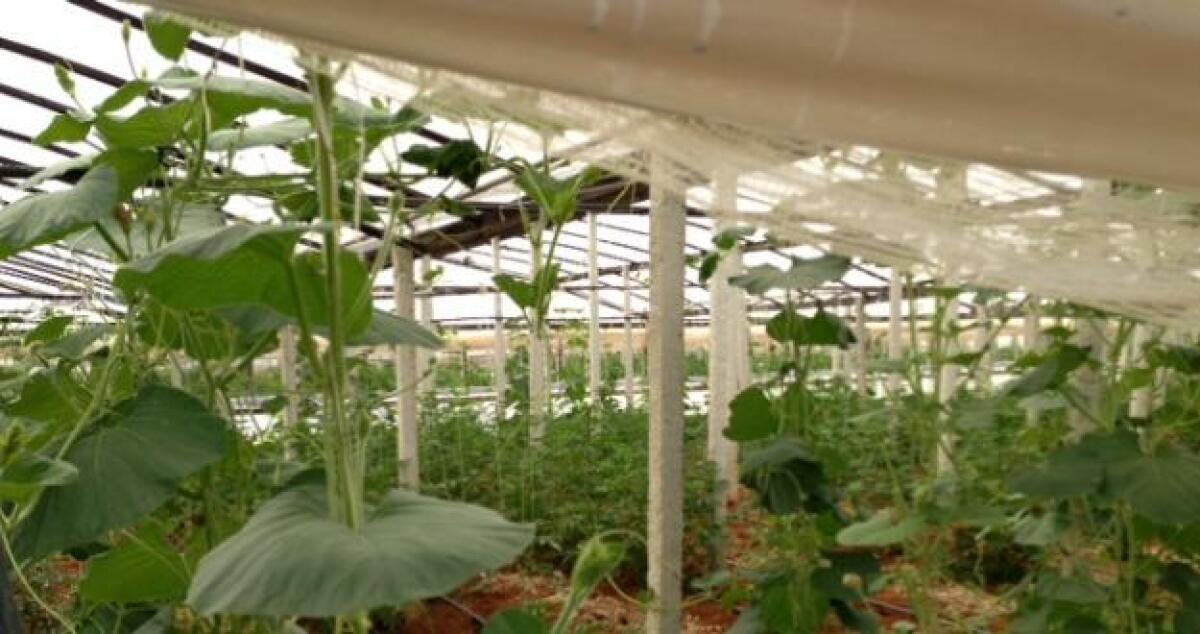 Spacciava marijuana nella comunità di recupero di cui era ospite ad Aragona - 