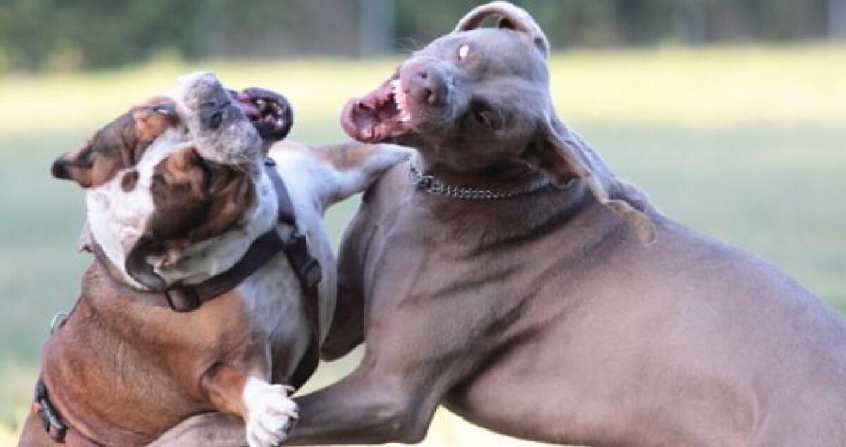 Allarme randagismo, branco azzanna e uccide un cane domestico a Macchitella - 