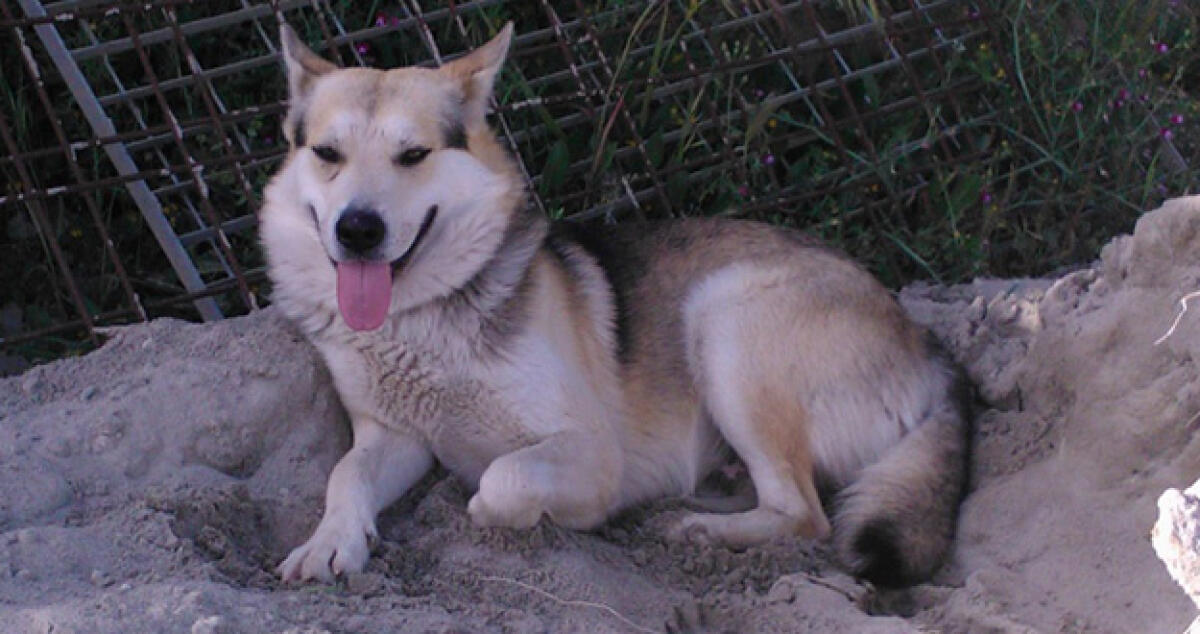 "Teo" si è smarrito, il suo padrone offre una ricompensa per riaverlo - 