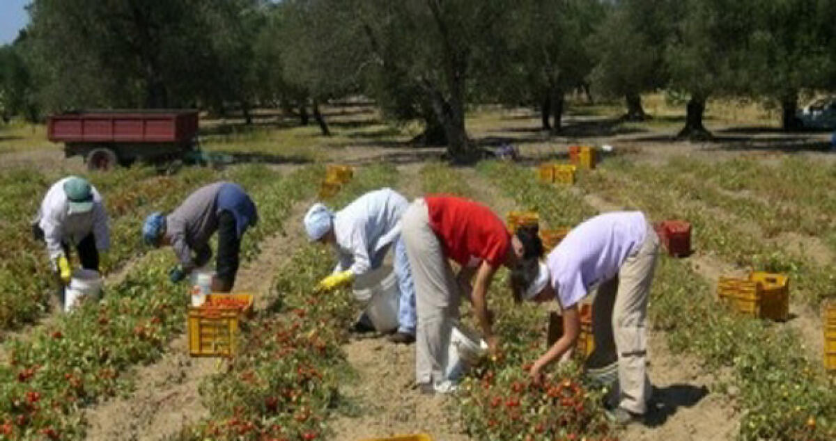 Rischio sostanze vietate per le coltivazioni: Controlli nelle campagne - 