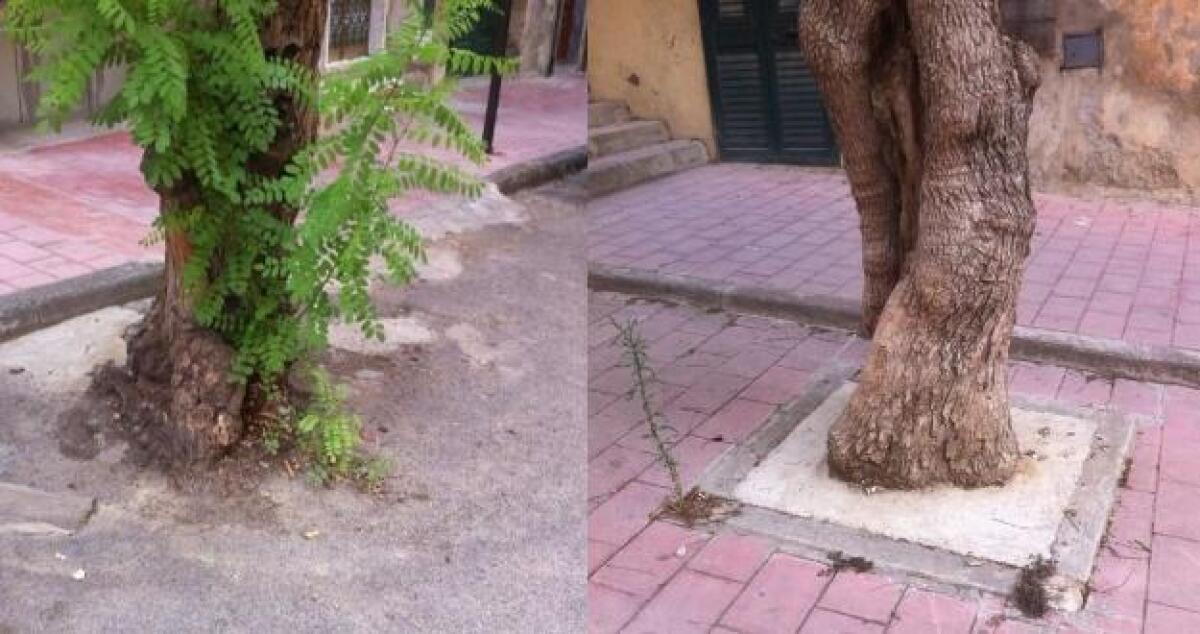 In Via Omero asfaltano tutto, anche le radici degli alberi - 