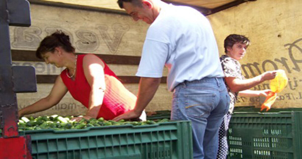 Controlli sui prodotti agricoli, sotto esame catena alimentare nelle campagne - 