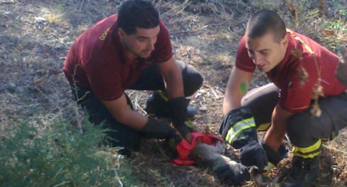Bracconaggio nell'area di Comunelli, uccisi decine di uccelli selvatici - 