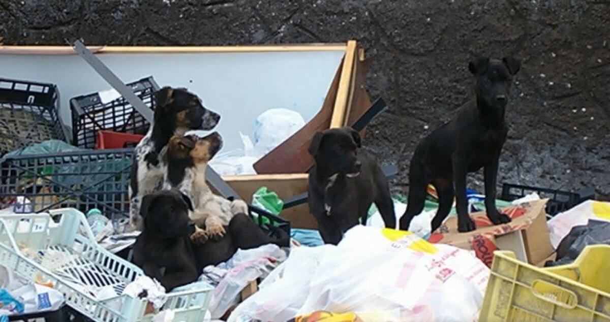 Cani randagi in contrada Cocuzza, due persone aggredite - 