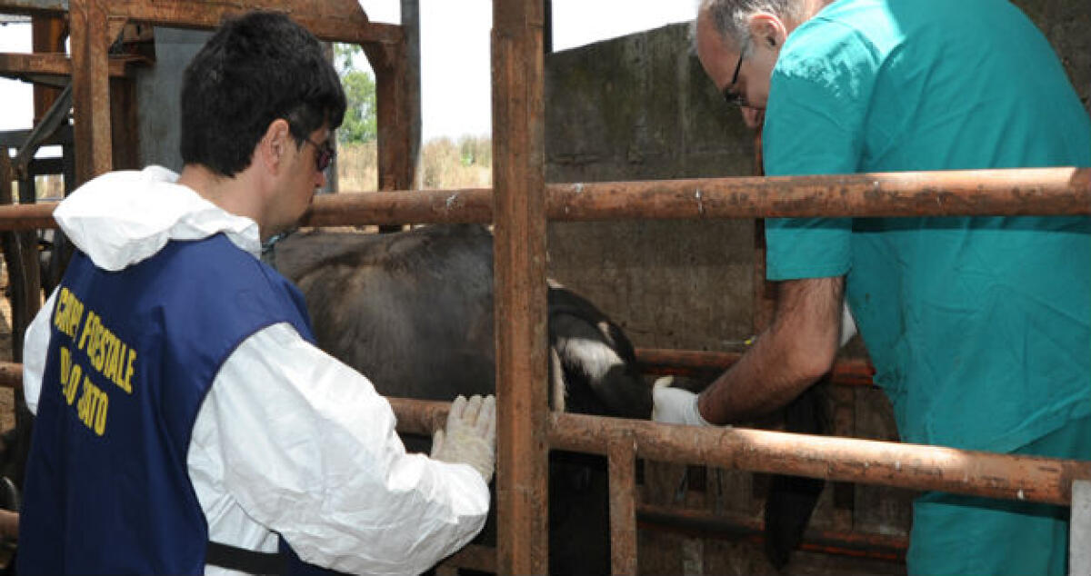 Brucellosi in un ovile: Quaranta capi di bestiame da abbattere - 