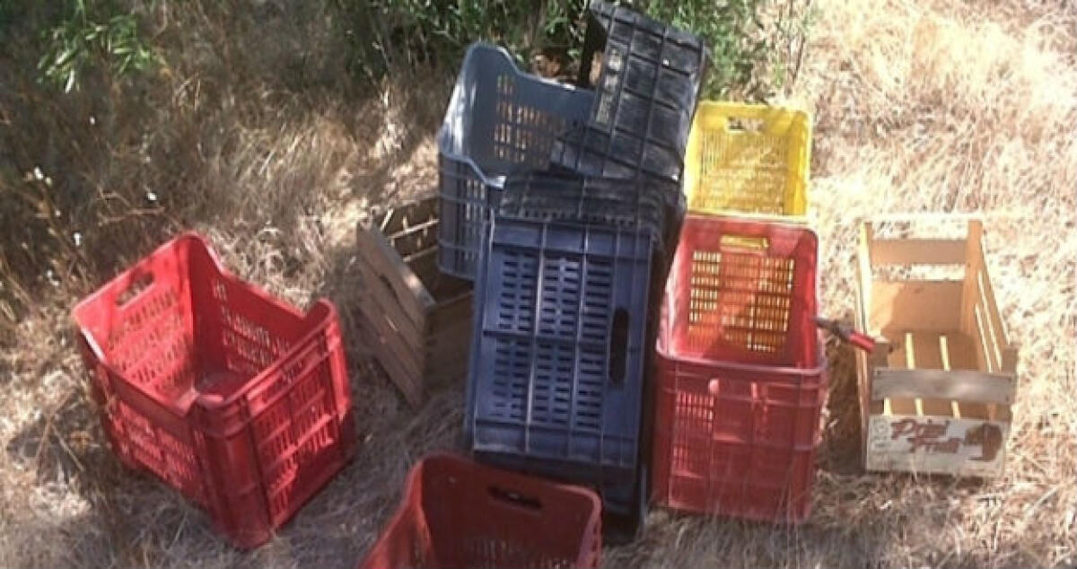 Frutta rubata, due condannati: Erano stati bloccati dai carabinieri - 