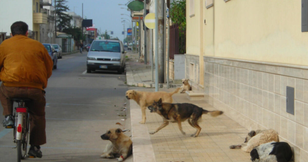 Pensionato aggredito da un cane randagio nel viale Cortemaggiore - 