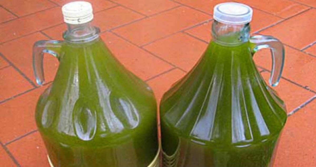 Rubarono ottanta litri d'olio d'oliva in campagna: Due anni ai ladri - 