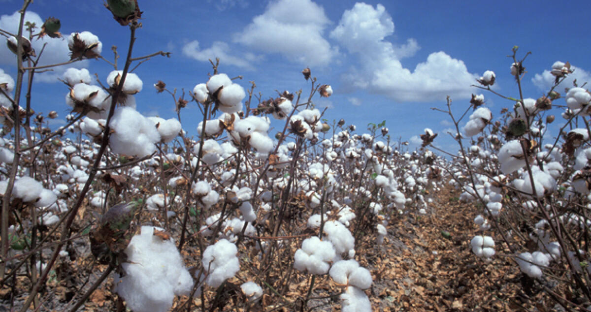 Coltivazione del cotone: riprende l'attività nella Piana di Gela, c'è il sì regionale - 