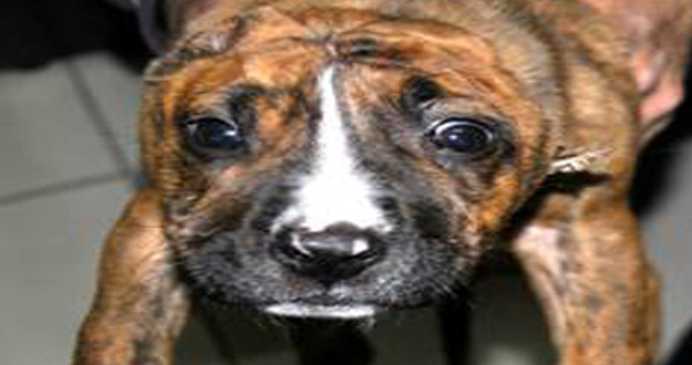 cane%20violenza.jpg
