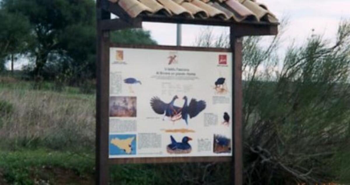 Festa delle Oasi al Biviere con la liberazione di volatili recuperati - 