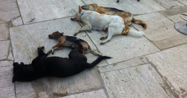 cani%20uccisi.jpg