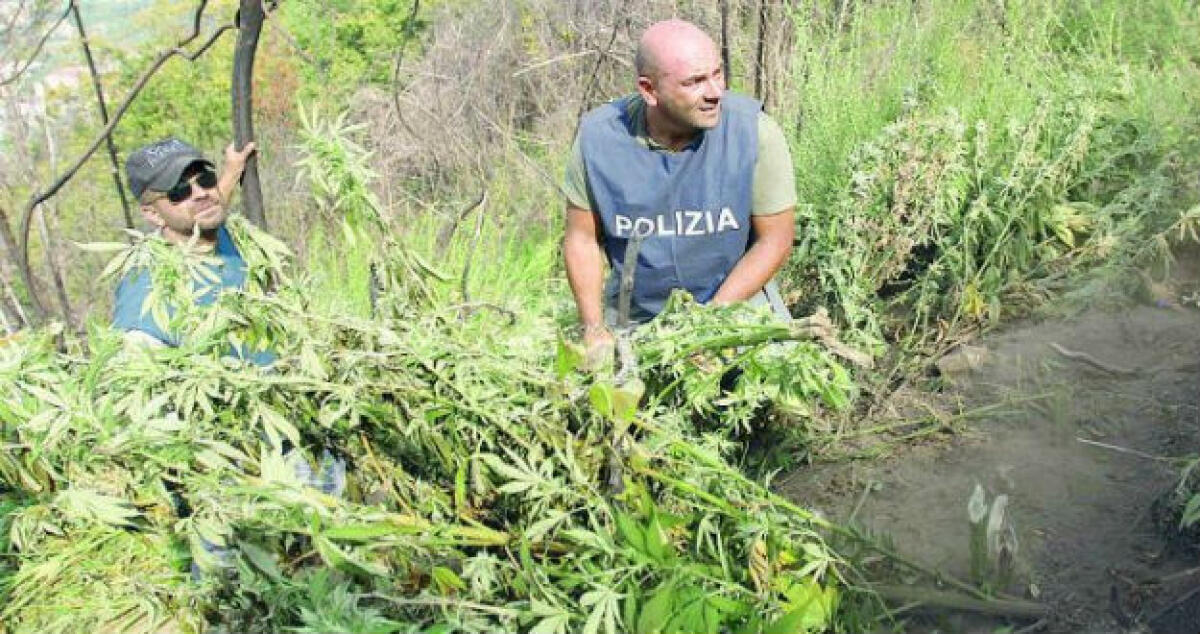 Nelle serre una piantagione di marijuana, annullata la condanna di un agricoltore - 