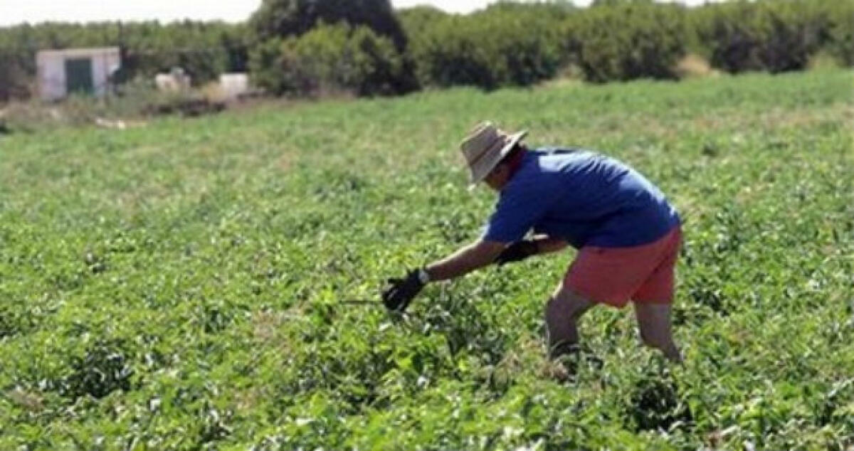 Dimissioni firmate in bianco e ricatti, il titolare di un'azienda agricola dal gup - 
