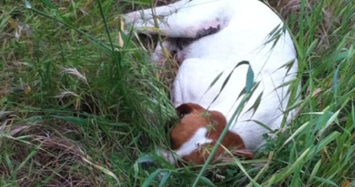 Aggredito da un cane, paura per un diciottenne: subito trasferito in ospedale - 