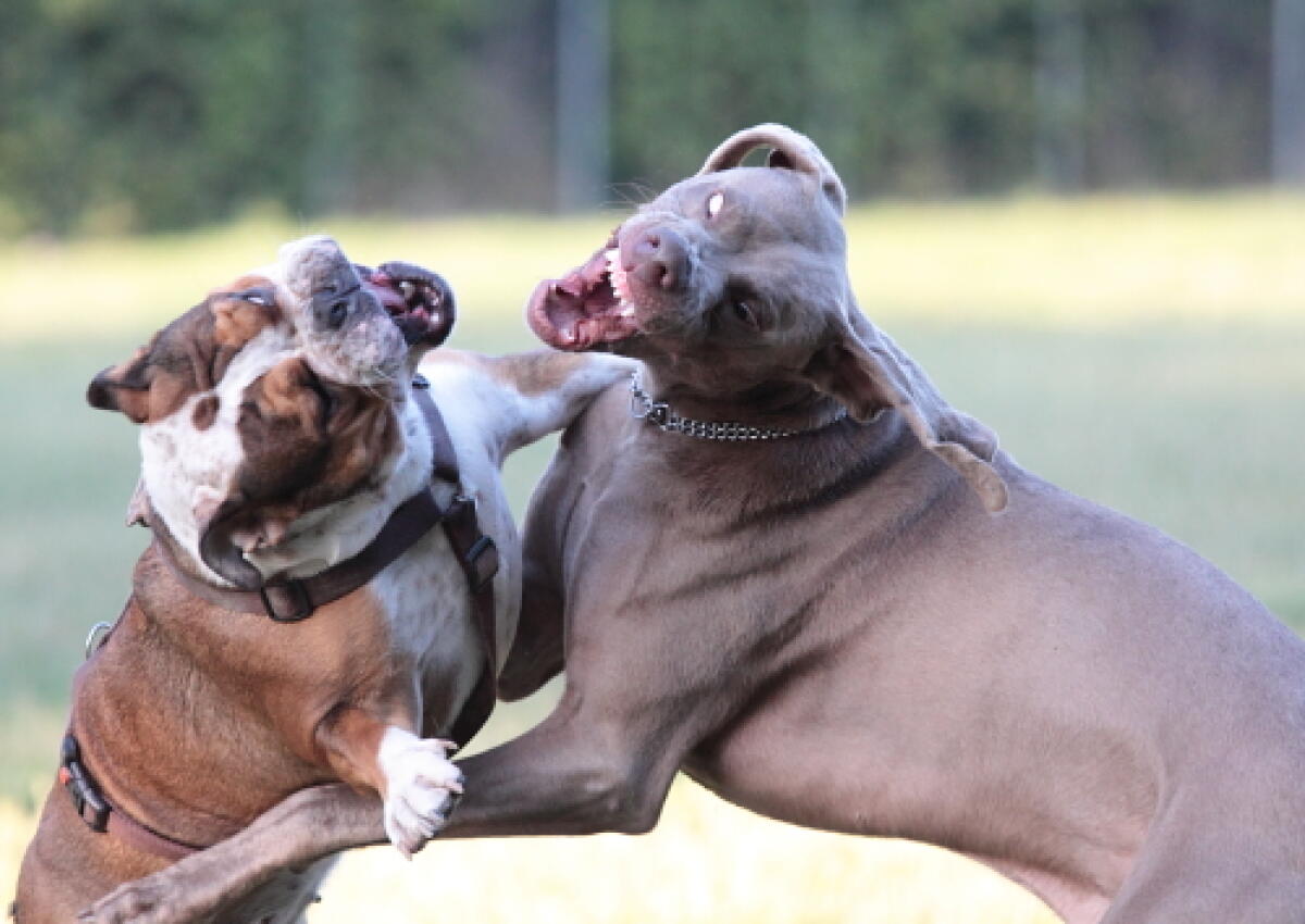 Campagna di sensibilizzazione contro l'abbandono di animali - 
