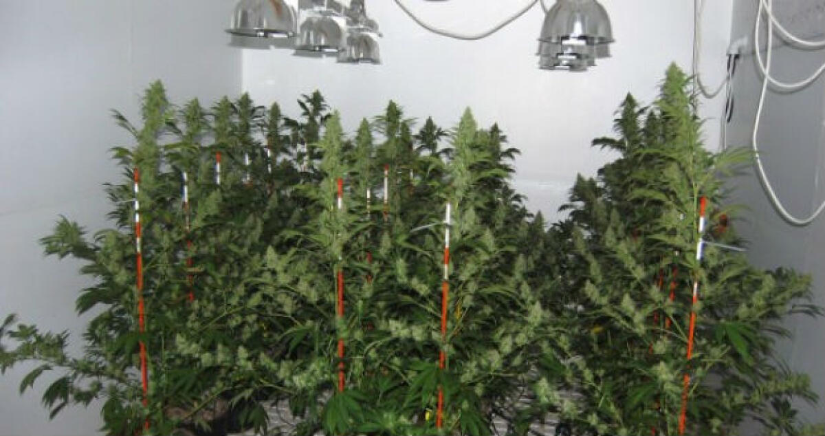 Un chilo e mezzo di marijuana coltivata in garage, manette ad un giovane operaio - 