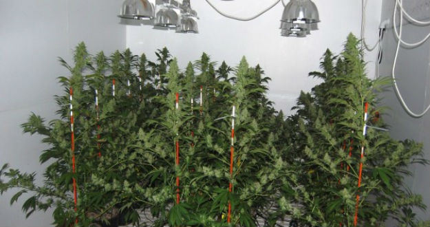 marijuana-garage.jpg