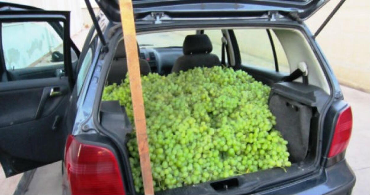Nell'auto aveva trecento chili d'uva rubata, arrestato un trentasettenne in trasferta - 