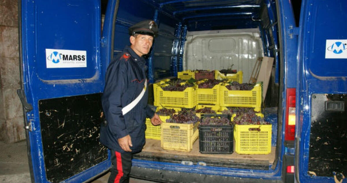 L'uva di Mazzarrone fa gola ai gelesi: scoperti in un terreno finiscono in manette - 