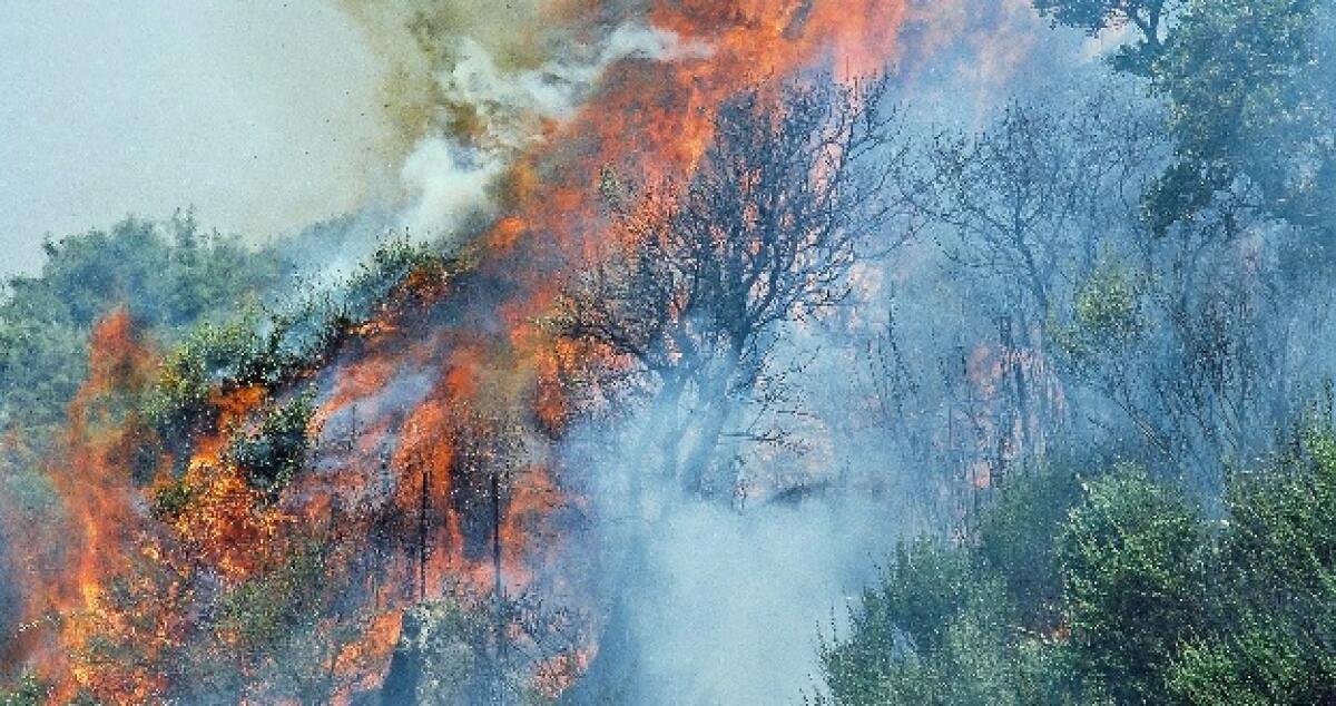 Incendio a Bosco Littorio, volontari e vigili del fuoco al lavoro per domare le fiamme - 